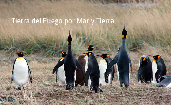 Gauchos, pingüinos y glaciares la nueva aventura patagónica